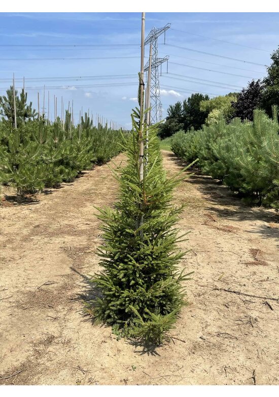 Gemeine Fichte - Rottanne - Rotfichte | Picea abies