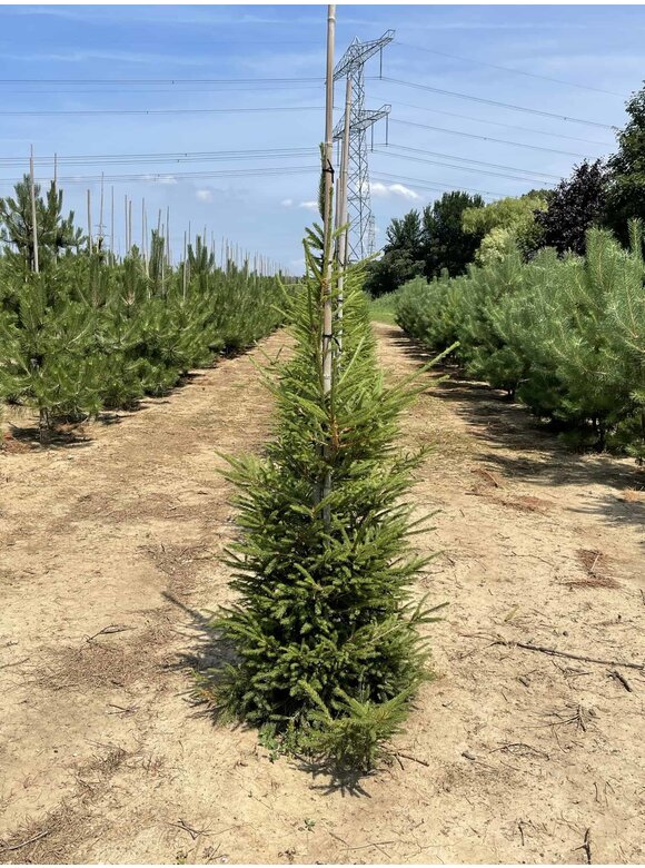Gemeine Fichte - Rottanne - Rotfichte | Picea abies Gemeine Fichte - Rottanne - Rotfichte | Picea abies