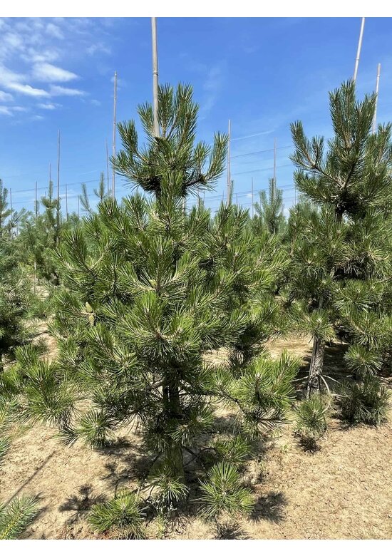 Österreichische Schwarz-Kiefer | Pinus nigra nigra