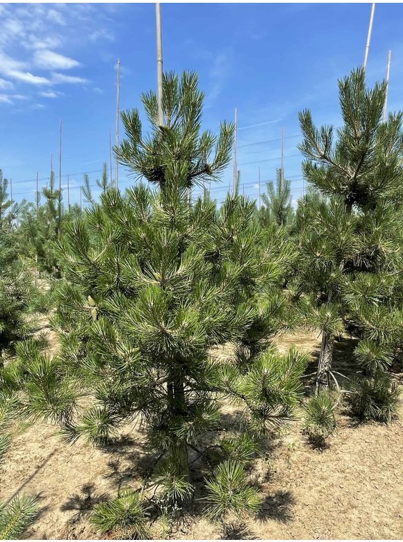 Österreichische Schwarz-Kiefer | Pinus nigra nigra Österreichische Schwarz-Kiefer | Pinus nigra nigra