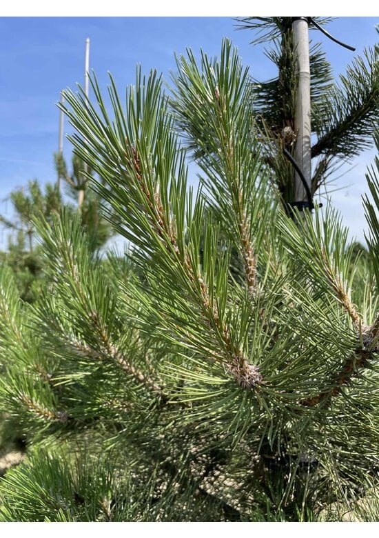Österreichische Schwarz-Kiefer | Pinus nigra nigra