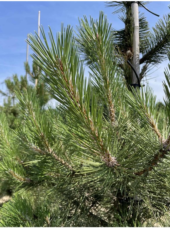 Österreichische Schwarz-Kiefer | Pinus nigra nigra Österreichische Schwarz-Kiefer | Pinus nigra nigra