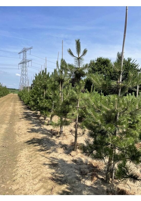 Österreichische Schwarz-Kiefer | Pinus nigra nigra