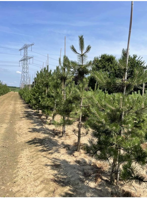 Österreichische Schwarz-Kiefer | Pinus nigra nigra Österreichische Schwarz-Kiefer | Pinus nigra nigra