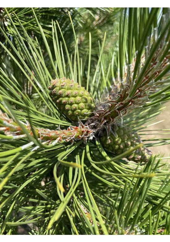Österreichische Schwarz-Kiefer | Pinus nigra nigra