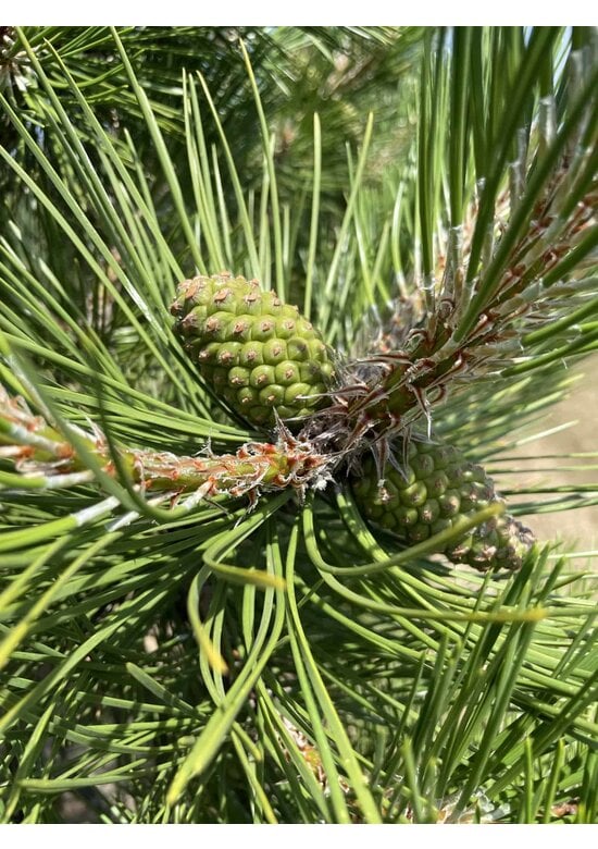 Österreichische Schwarz-Kiefer | Pinus nigra nigra