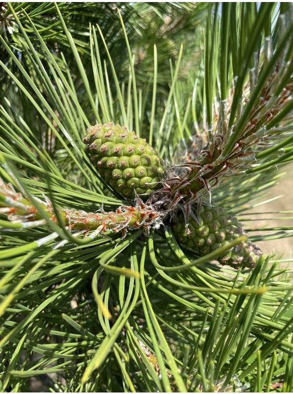 Österreichische Schwarz-Kiefer | Pinus nigra nigra Österreichische Schwarz-Kiefer | Pinus nigra nigra