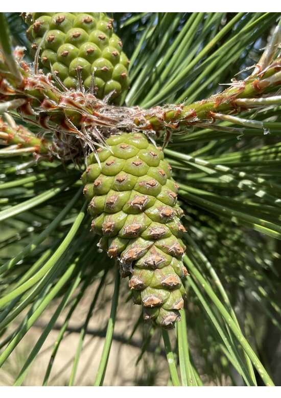 Österreichische Schwarz-Kiefer | Pinus nigra nigra