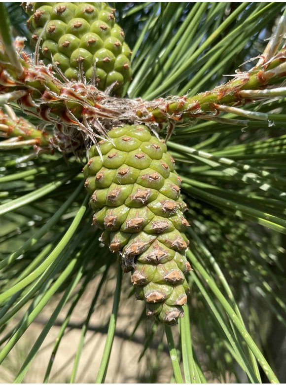 Österreichische Schwarz-Kiefer | Pinus nigra nigra Österreichische Schwarz-Kiefer | Pinus nigra nigra