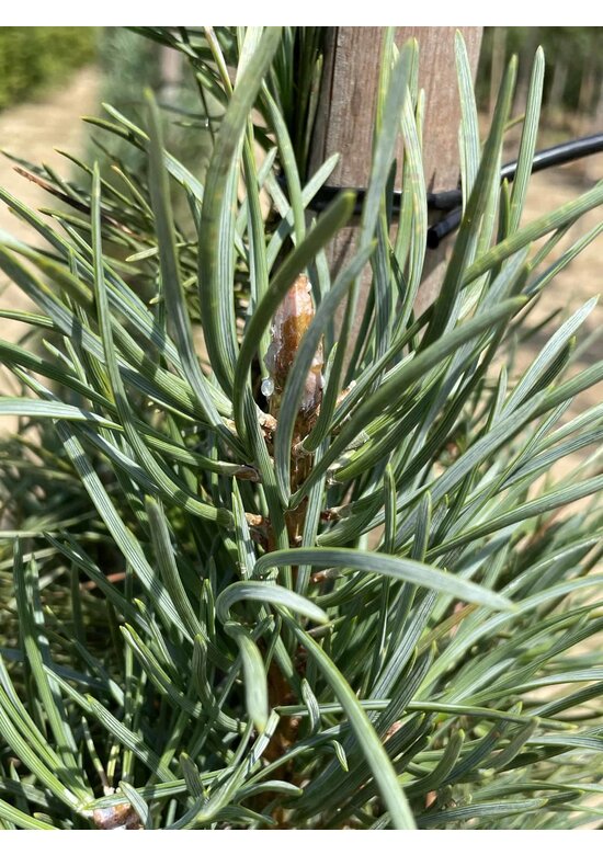 Säulenkiefer 'Fastigiata' | Pinus sylvestris 'Fastigiata' Säulenkiefer 'Fastigiata' | Pinus sylvestris 'Fastigiata'