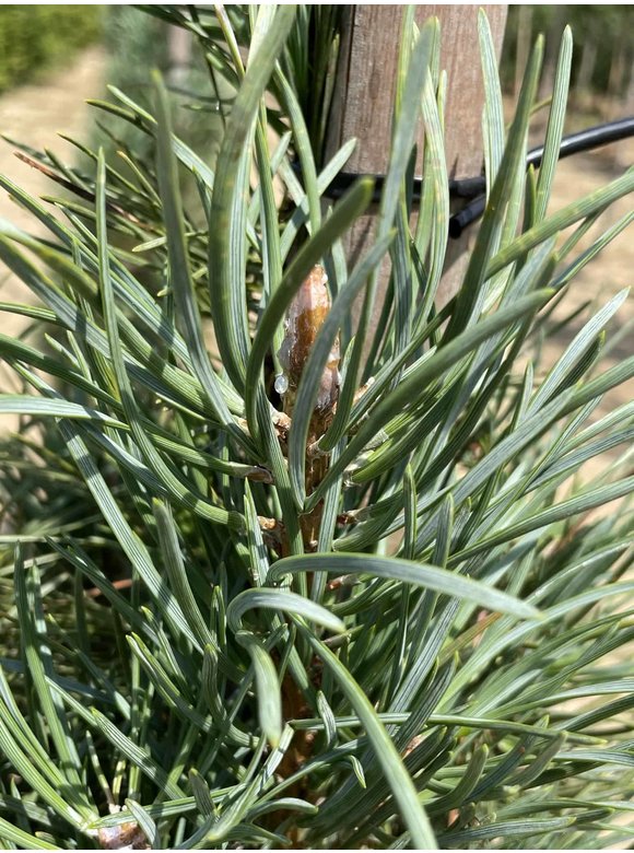 Säulenkiefer 'Fastigiata' | Pinus sylvestris 'Fastigiata' Säulenkiefer 'Fastigiata' | Pinus sylvestris 'Fastigiata'