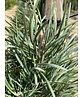 Säulenkiefer 'Fastigiata' | Pinus sylvestris 'Fastigiata'