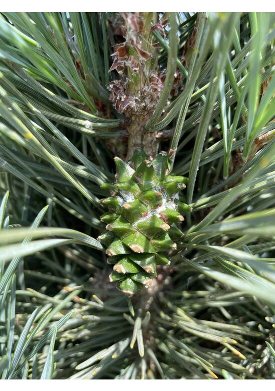 Säulenkiefer 'Fastigiata' | Pinus sylvestris 'Fastigiata'