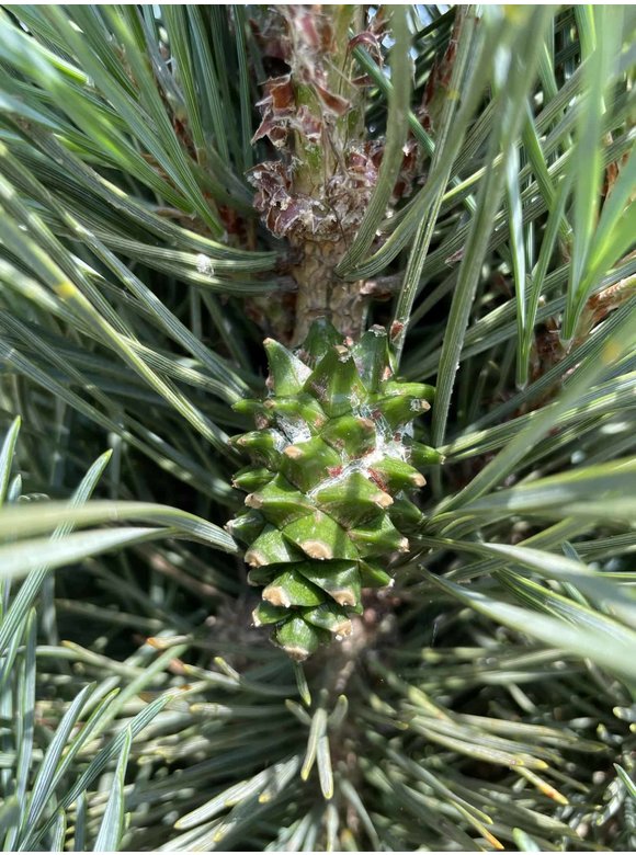Säulenkiefer 'Fastigiata' | Pinus sylvestris 'Fastigiata' Säulenkiefer 'Fastigiata' | Pinus sylvestris 'Fastigiata'