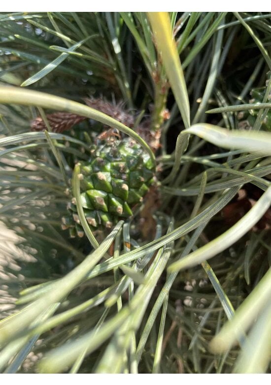 Säulenkiefer 'Fastigiata' | Pinus sylvestris 'Fastigiata'