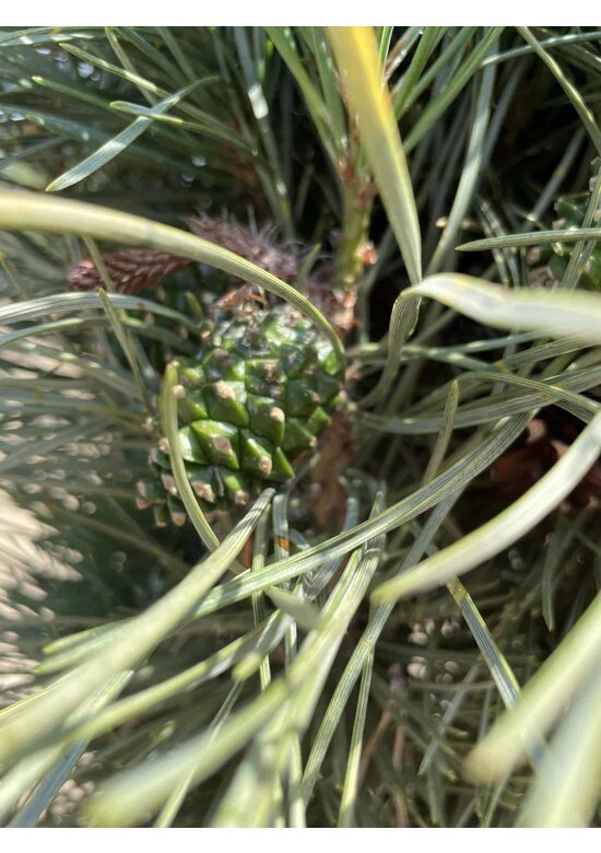 Säulenkiefer 'Fastigiata' | Pinus sylvestris 'Fastigiata' Säulenkiefer 'Fastigiata' | Pinus sylvestris 'Fastigiata'