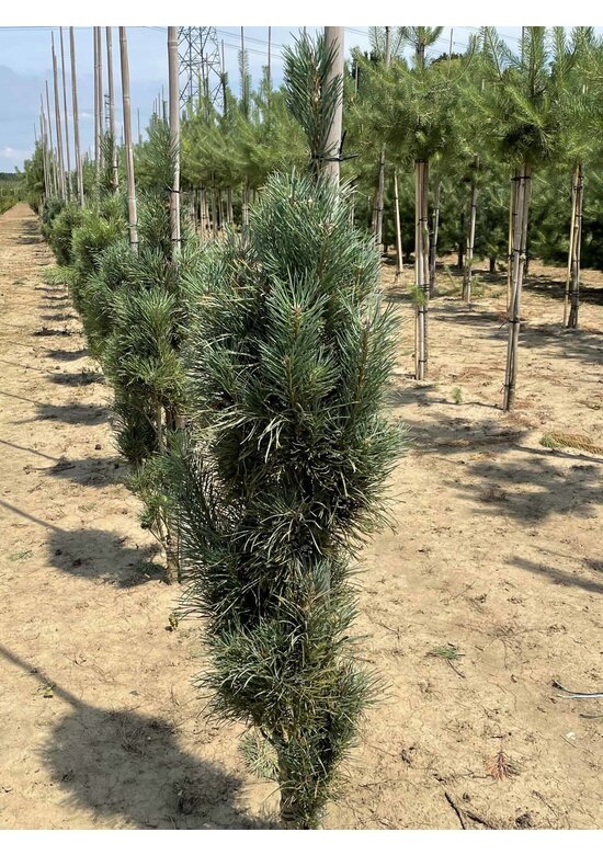 Säulenkiefer 'Fastigiata' | Pinus sylvestris 'Fastigiata'