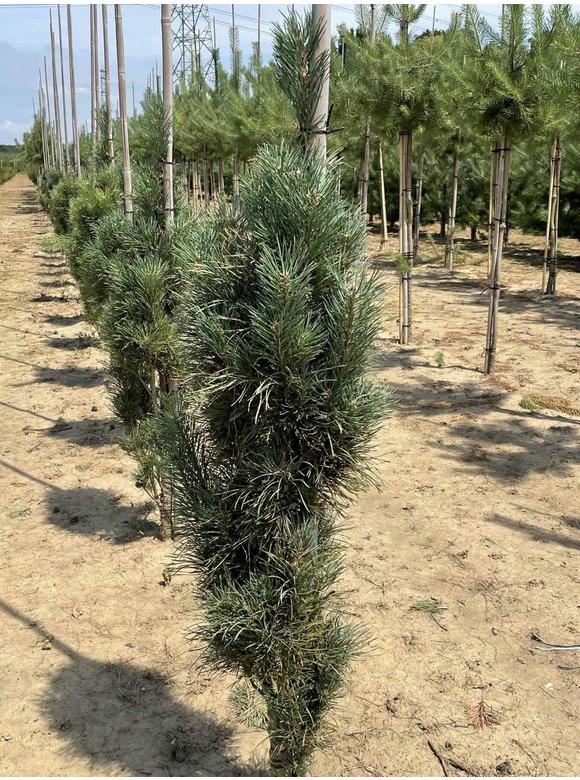 Säulenkiefer 'Fastigiata' | Pinus sylvestris 'Fastigiata' Säulenkiefer 'Fastigiata' | Pinus sylvestris 'Fastigiata'