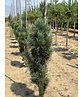 Säulenkiefer 'Fastigiata' | Pinus sylvestris 'Fastigiata'