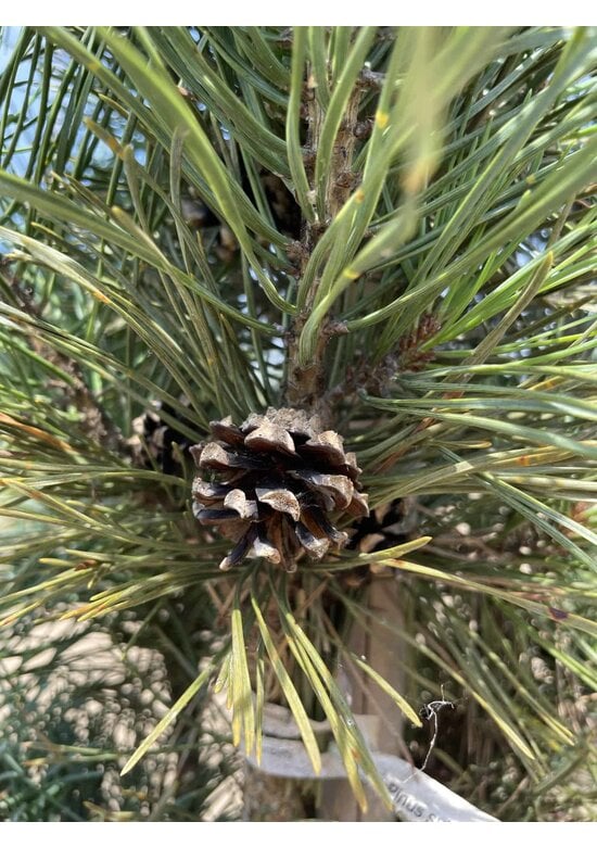 Säulenkiefer 'Fastigiata' | Pinus sylvestris 'Fastigiata'