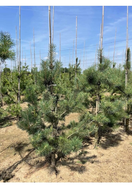 Waldkiefer - Gewöhnliche Kiefer - Föhre | Pinus sylvestris