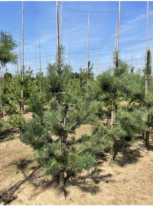 Waldkiefer - Gewöhnliche Kiefer - Föhre | Pinus sylvestris Waldkiefer - Gewöhnliche Kiefer - Föhre | Pinus sylvestris
