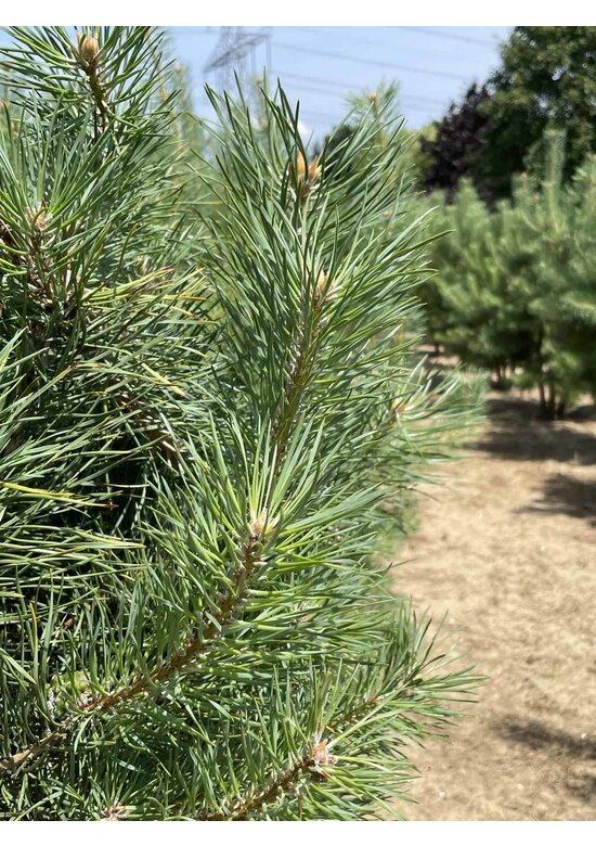 Waldkiefer - Föhre - Mehrstämmig | Pinus sylvestris
