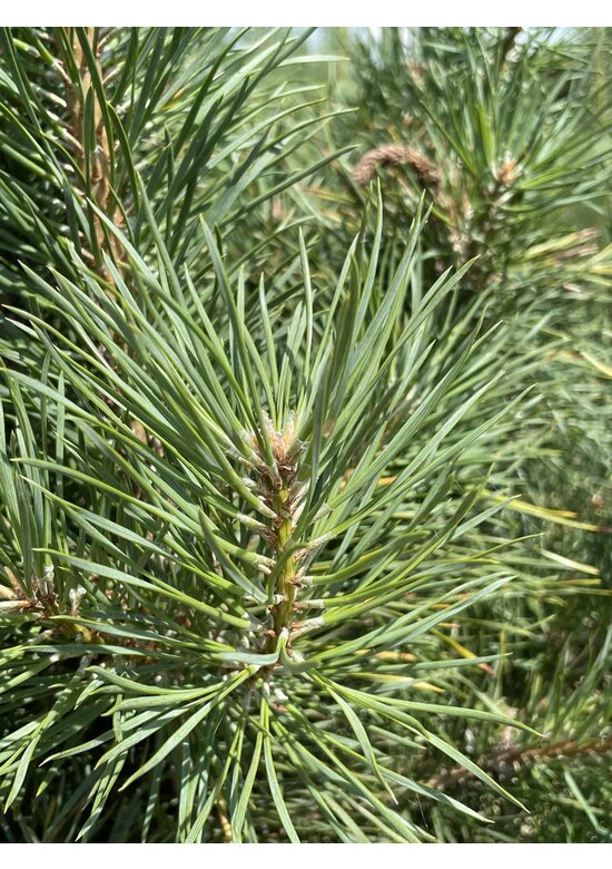 Waldkiefer - Föhre - Mehrstämmig | Pinus sylvestris