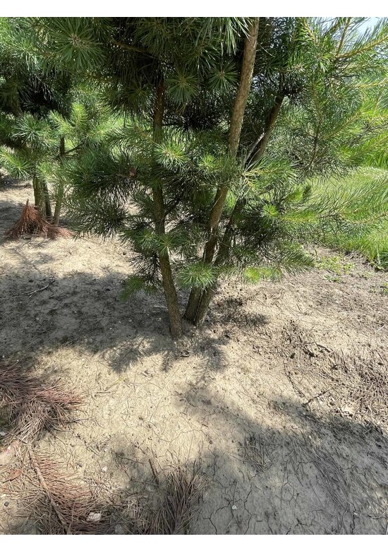 Waldkiefer - Föhre - Mehrstämmig | Pinus sylvestris