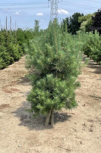 Waldkiefer - Föhre - Mehrstämmig | Pinus sylvestris Waldkiefer - Föhre - Mehrstämmig | Pinus sylvestris