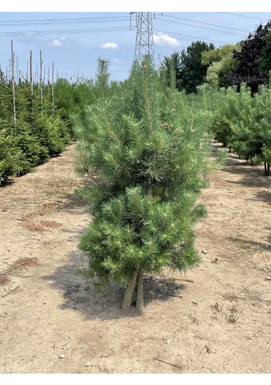 Waldkiefer - Föhre - Mehrstämmig | Pinus sylvestris