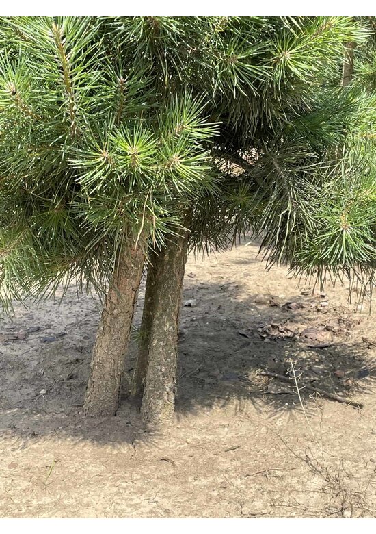 Waldkiefer - Föhre - Mehrstämmig | Pinus sylvestris