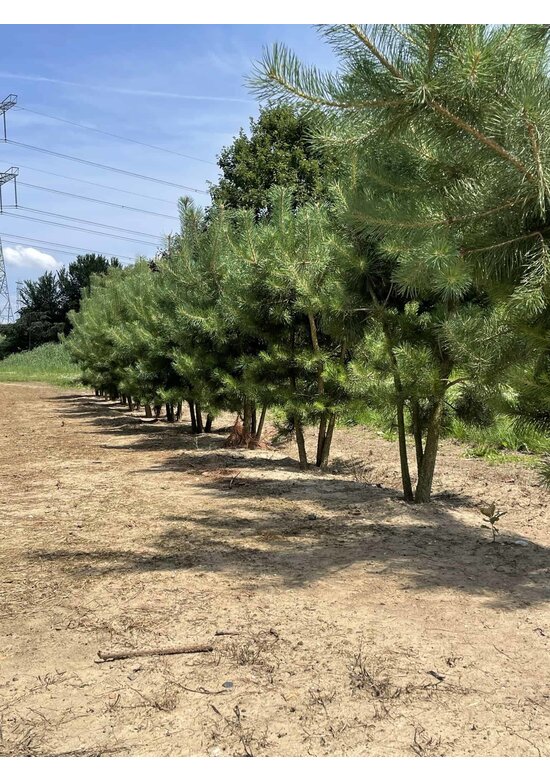 Waldkiefer - Föhre - Mehrstämmig | Pinus sylvestris