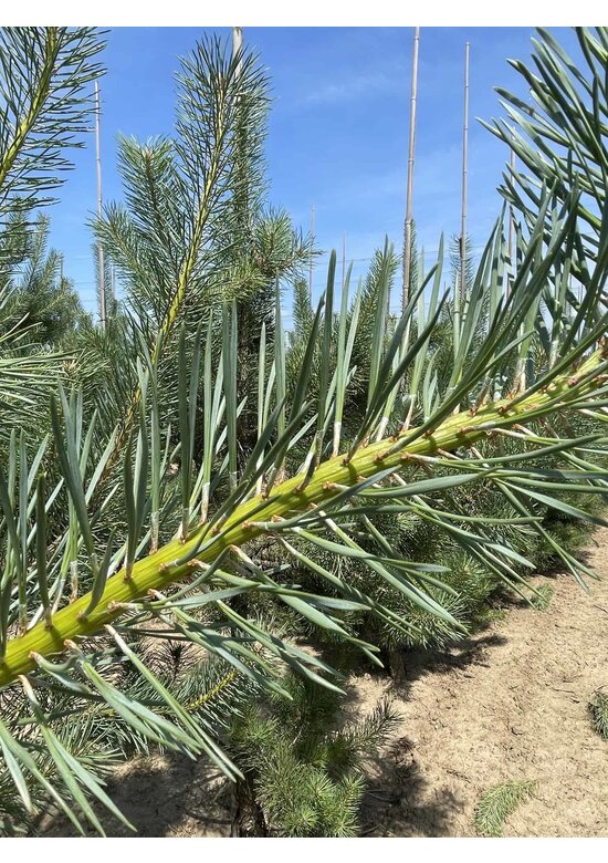 Waldkiefer - Gewöhnliche Kiefer - Föhre | Pinus sylvestris