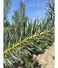 Waldkiefer - Gewöhnliche Kiefer - Föhre | Pinus sylvestris Waldkiefer - Gewöhnliche Kiefer - Föhre | Pinus sylvestris