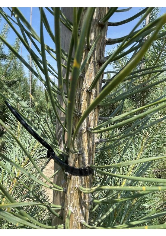 Waldkiefer - Gewöhnliche Kiefer - Föhre | Pinus sylvestris Waldkiefer - Gewöhnliche Kiefer - Föhre | Pinus sylvestris
