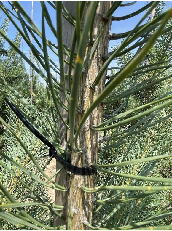 Waldkiefer - Gewöhnliche Kiefer - Föhre | Pinus sylvestris Waldkiefer - Gewöhnliche Kiefer - Föhre | Pinus sylvestris