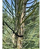 Waldkiefer - Gewöhnliche Kiefer - Föhre | Pinus sylvestris Waldkiefer - Gewöhnliche Kiefer - Föhre | Pinus sylvestris