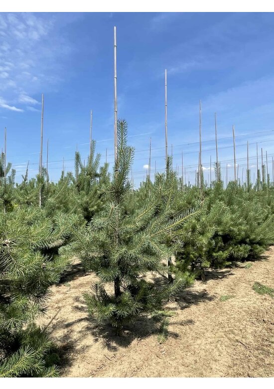 Waldkiefer - Gewöhnliche Kiefer - Föhre | Pinus sylvestris
