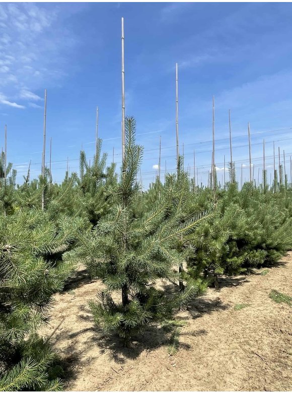 Waldkiefer - Gewöhnliche Kiefer - Föhre | Pinus sylvestris Waldkiefer - Gewöhnliche Kiefer - Föhre | Pinus sylvestris