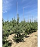 Waldkiefer - Gewöhnliche Kiefer - Föhre | Pinus sylvestris Waldkiefer - Gewöhnliche Kiefer - Föhre | Pinus sylvestris