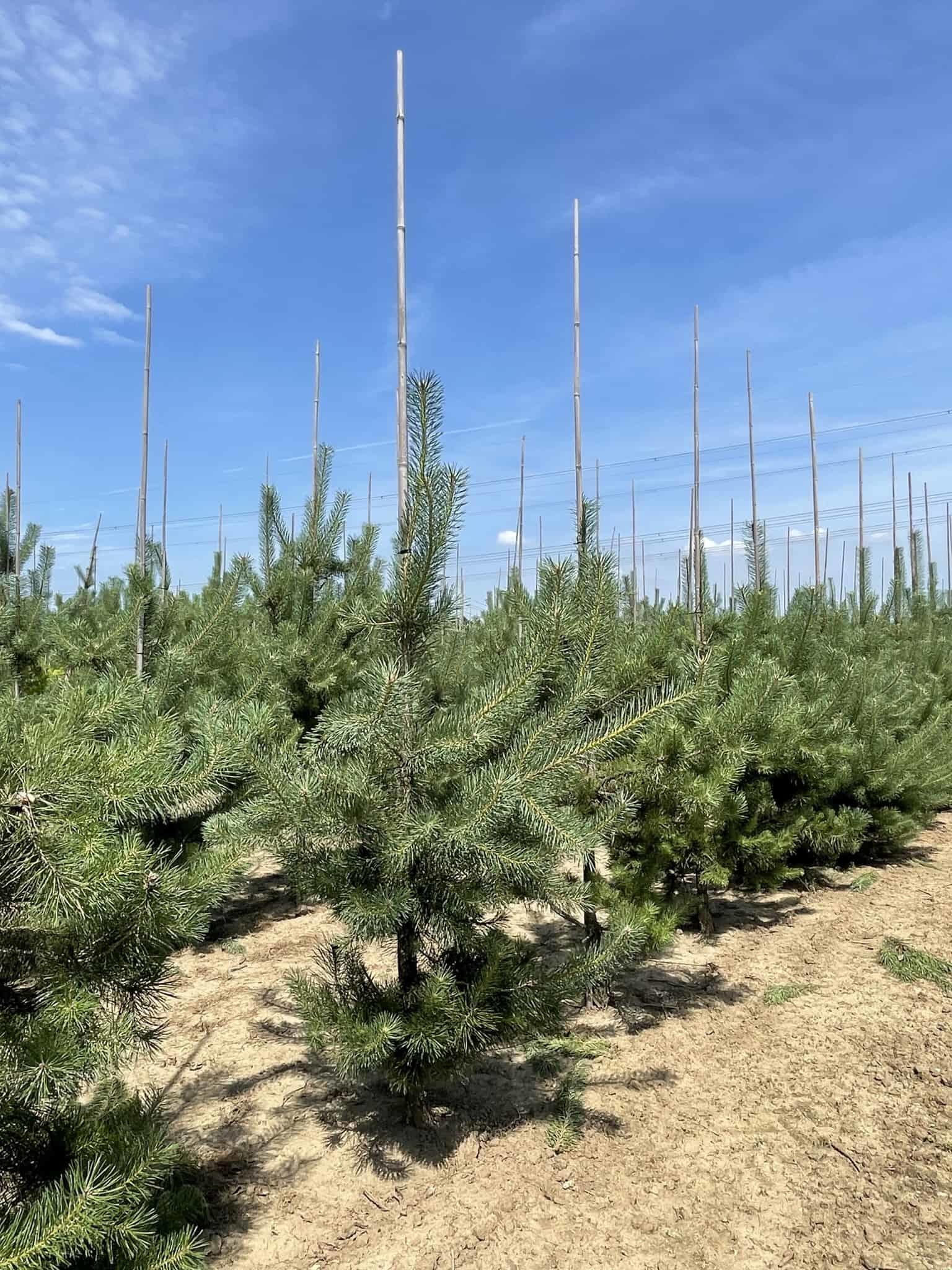 Waldkiefer Gewöhnliche Kiefer Föhre kaufen? Einfach online