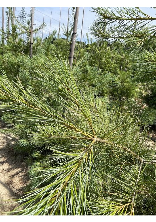 Tränenkiefer | Pinus wallichiana