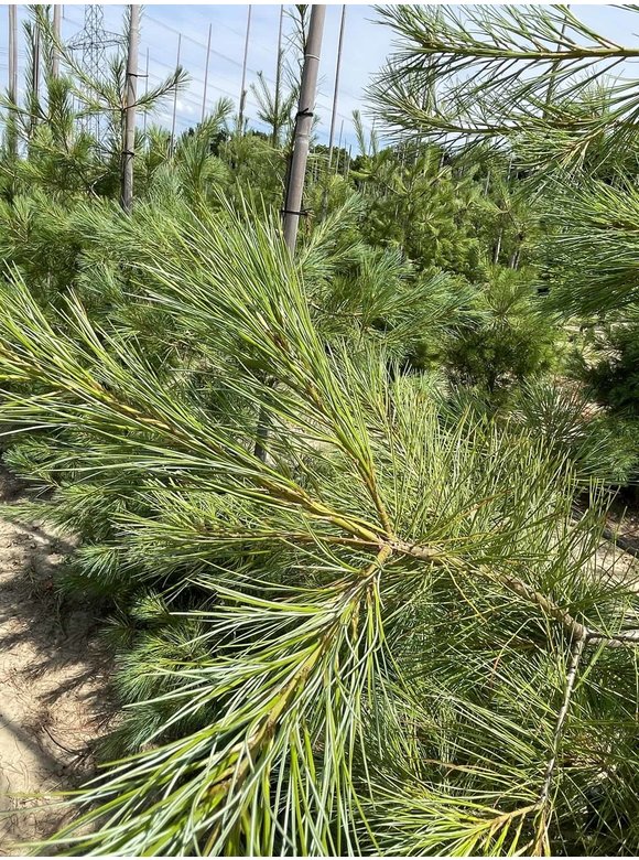 Tränenkiefer | Pinus wallichiana Tränenkiefer | Pinus wallichiana