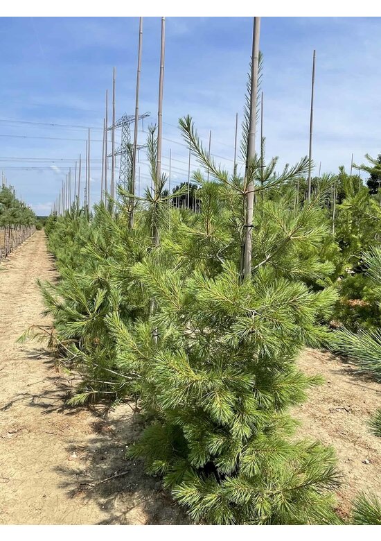 Tränenkiefer | Pinus wallichiana