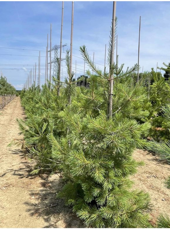 Tränenkiefer | Pinus wallichiana Tränenkiefer | Pinus wallichiana