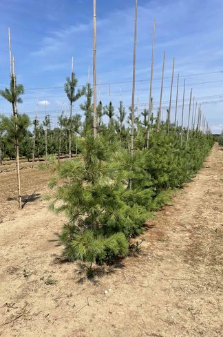 Tränenkiefer | Pinus wallichiana