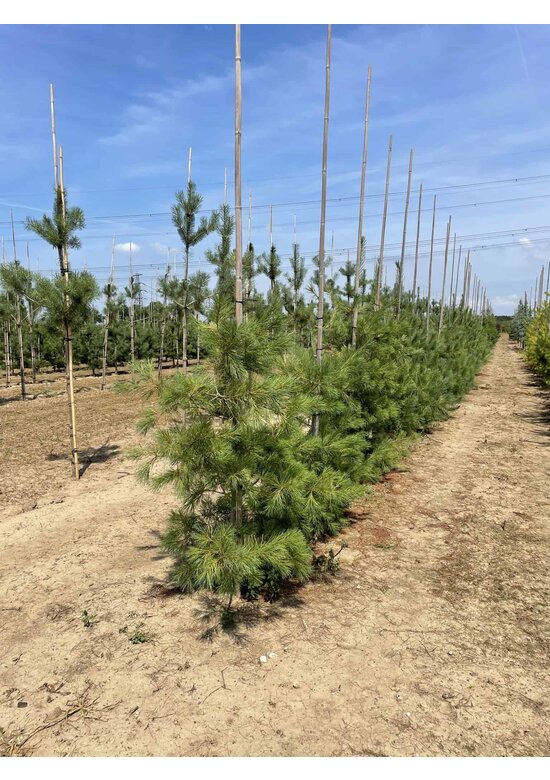 Tränenkiefer | Pinus wallichiana