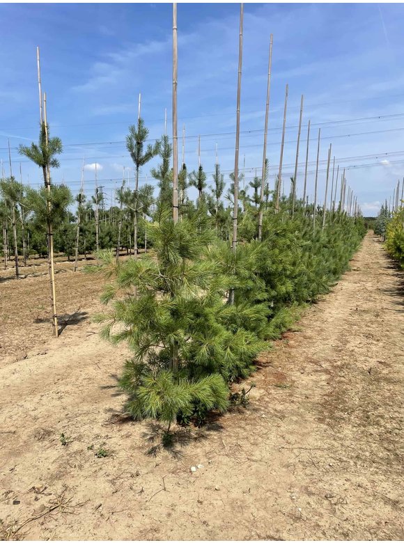 Tränenkiefer | Pinus wallichiana Tränenkiefer | Pinus wallichiana