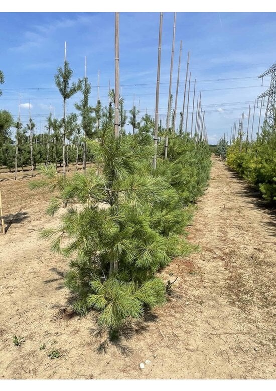 Tränenkiefer | Pinus wallichiana